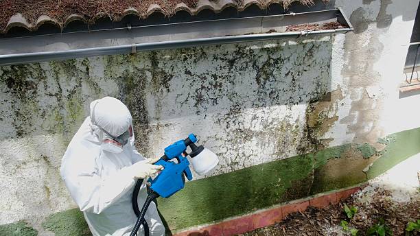 Trusted Attic Mold Removal service in Galeton, CO - Cheap Mold Removal